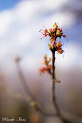 Bourgeons printanies