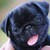 Pug Puppy Panting 2