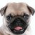 Pug Puppy Panting 1