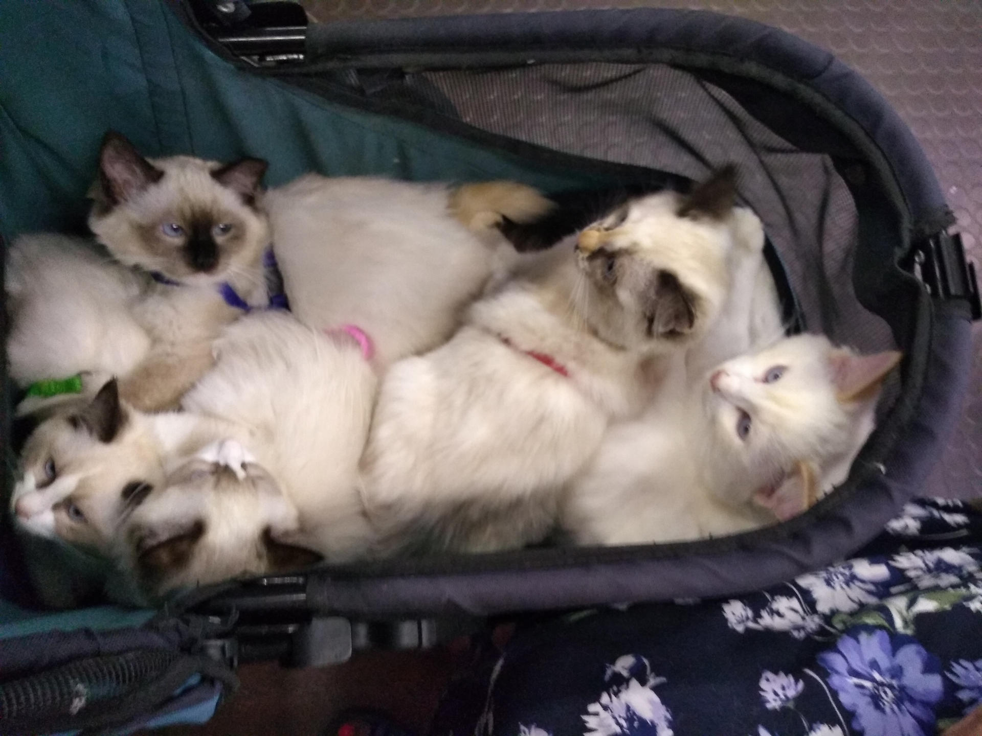 Ragdolls on a Train 4 by DarthWill3 on DeviantArt