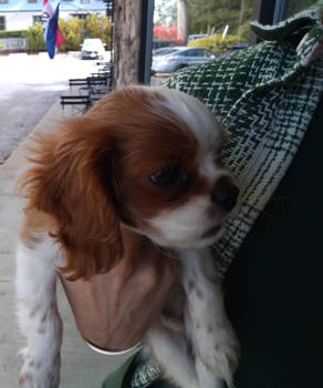 Spritz the Spaniel Puppy