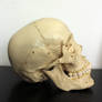 Skull side view