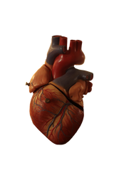 Human heart model