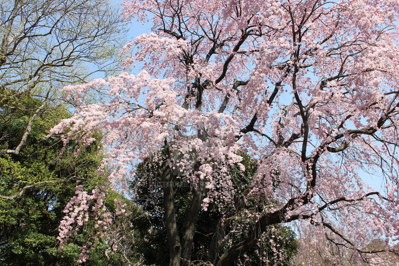 Sakura-Tree