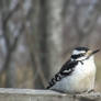 Female Downy Woodpecker II