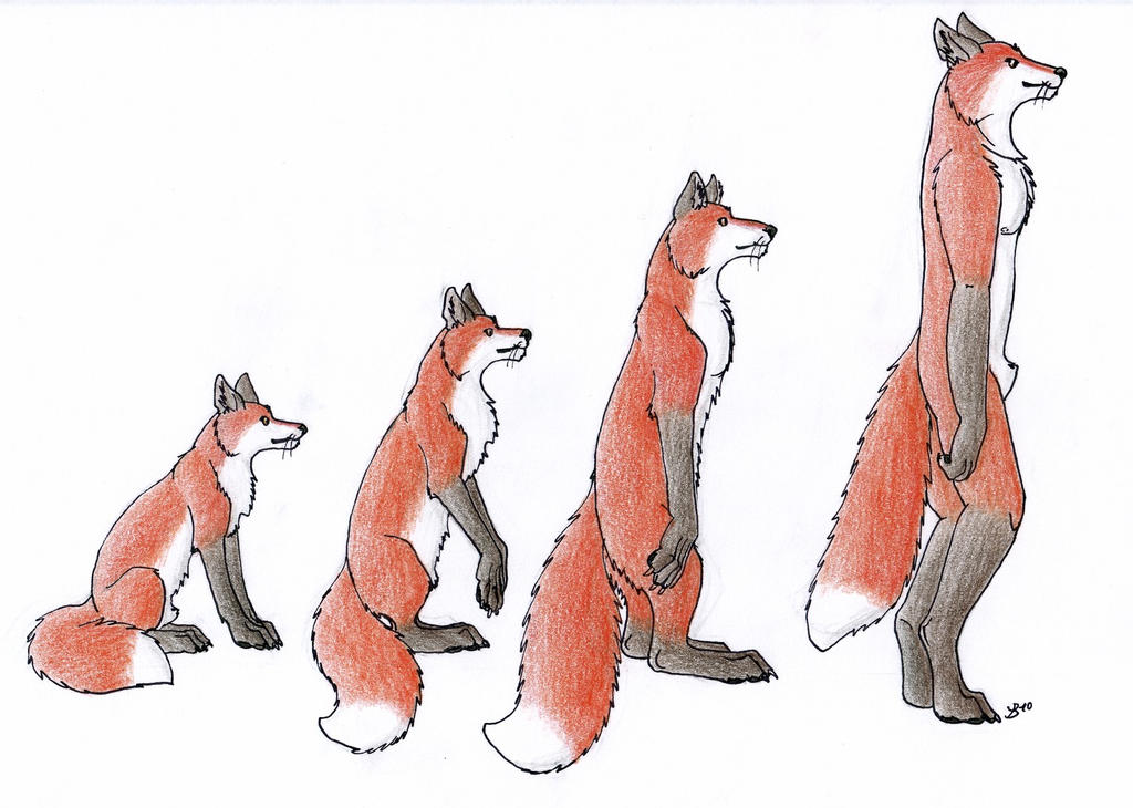 Fox Evolution Over Time Fox Evolution by JakeDaFoxie on DeviantArt