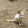 Fennec