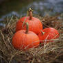 Pumpkins and hay