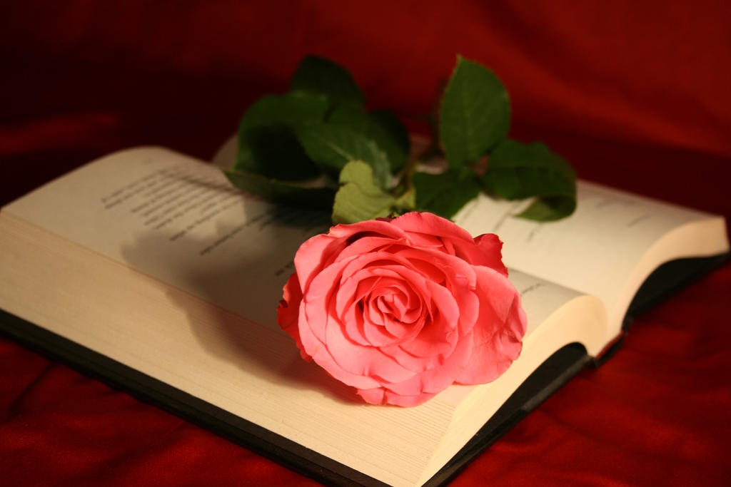 Rose on a Book Stock Photo by AliDee33