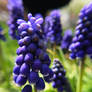 Macro Purple Flowers