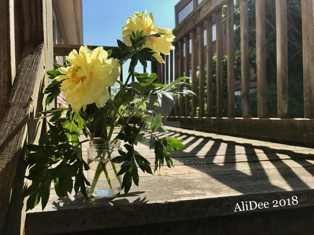 Yellow Flowers in the Sunshine