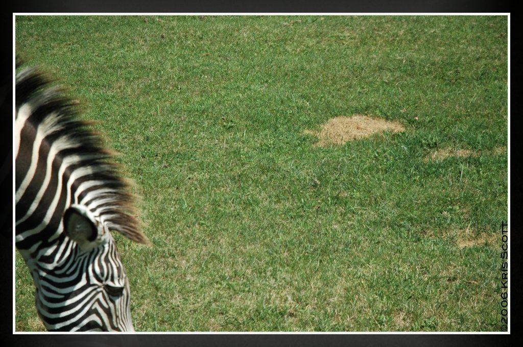 Off-Centre Zebra