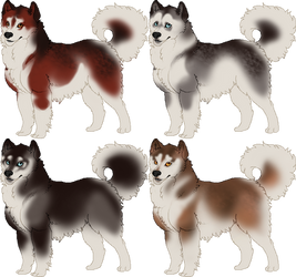 Husky/Malamute Imports [1 left]