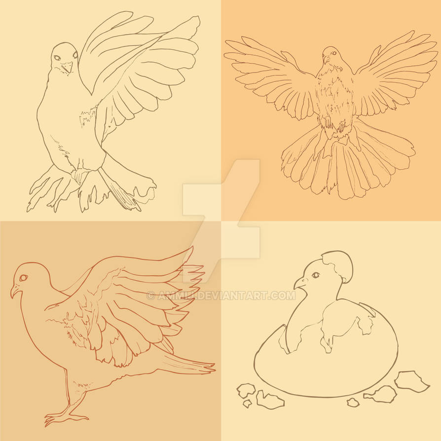 Birds Evolution Drawing Evolution of Bird. by ammij on DeviantArt