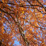 Autumn Colours-1