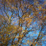 Autumn Colours-5