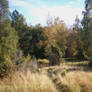 Autumn Forest-1