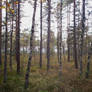 Autumn Forest-2