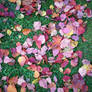 Autumn Colours-26