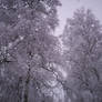 Winter Forest-10