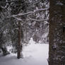 Winter Woods with Natural Snowman