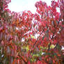 Autumn Colours-41