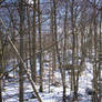 Winter Forest-15