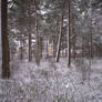 Winter Forest-28