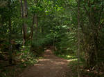 Into the Forest-2