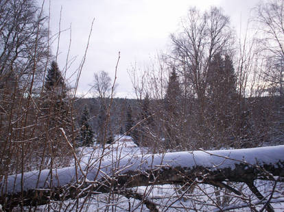 Winter Landscape-33