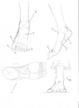 Drawing Tutorial: Feet