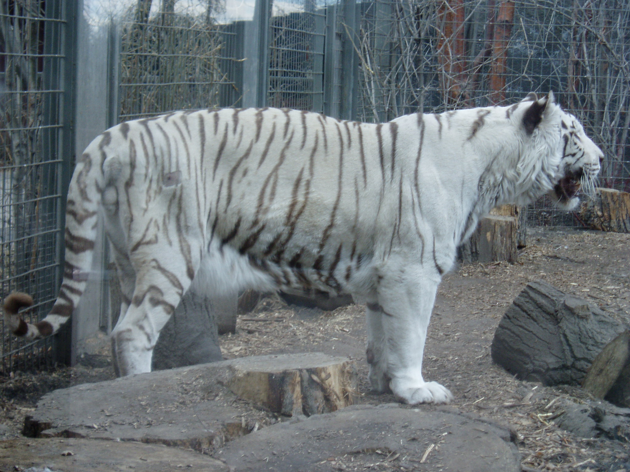 White Tiger