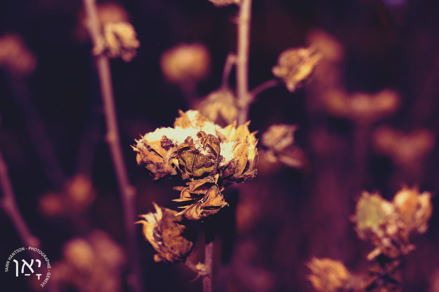 Macro flowers under first snowy night