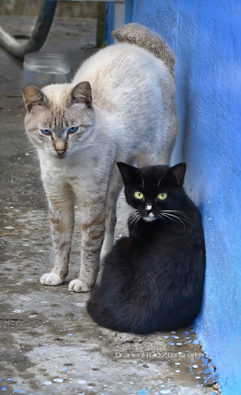 ubin cats