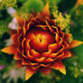 Dragon Sun Flower