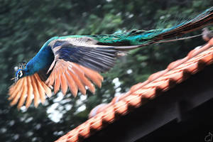 Flying Peacock