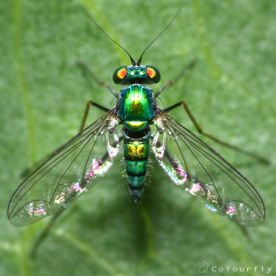 Colours Fly Insect Colour Fly by Draken413o on DeviantArt
