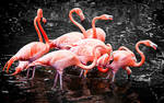 Flamingo Pack