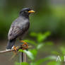 Myna in G