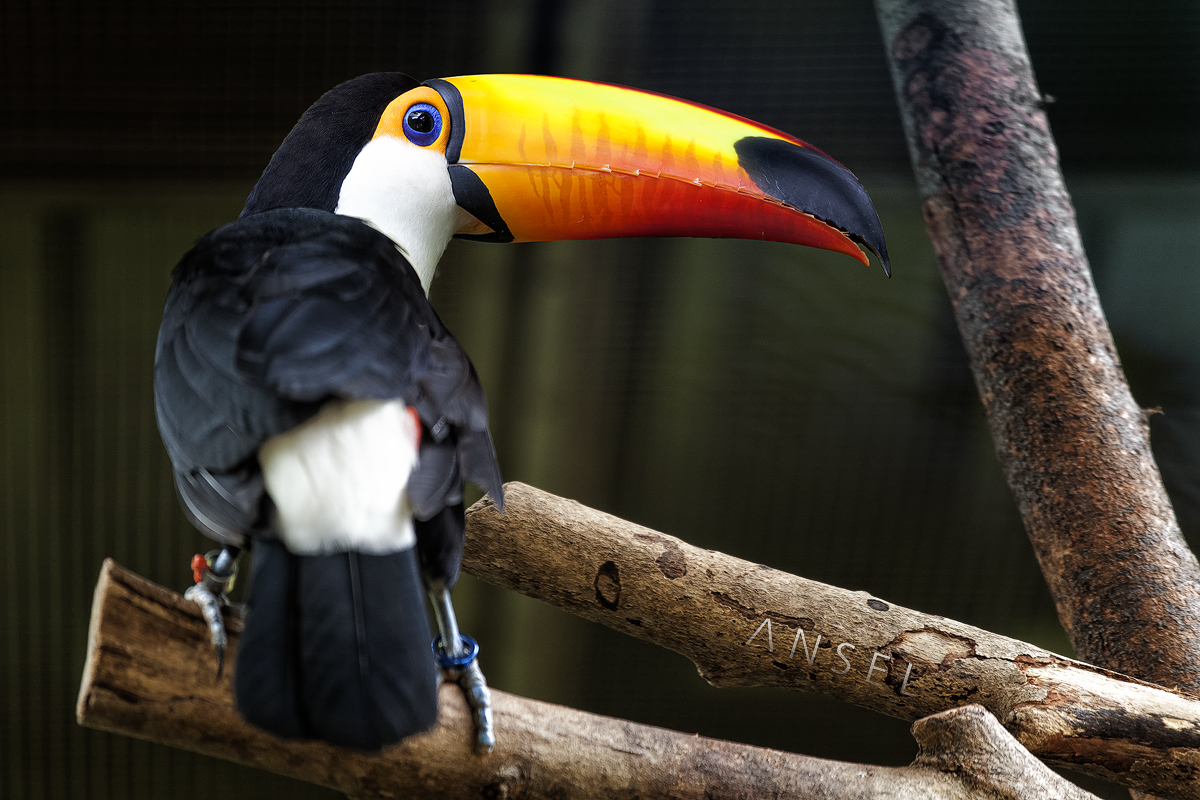 Toco Toucan