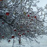 Winter in my orchard