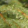 Raindrops on the spruce :)