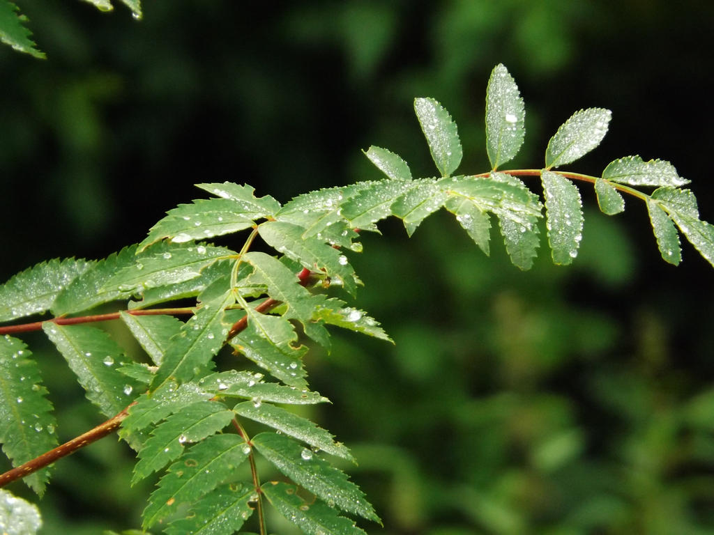 Dew on leaves