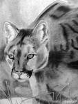 Charcoal Cougar by Gryffingirl77