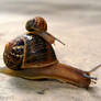The Snail Taxi