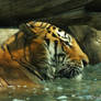 Amur Tiger in Water