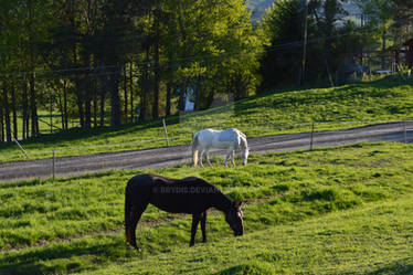 Two horse in the pasture