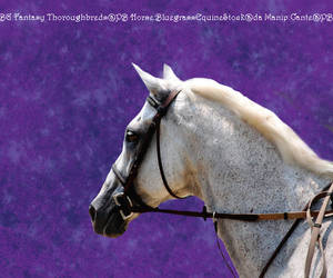 Reflections Of A Horse