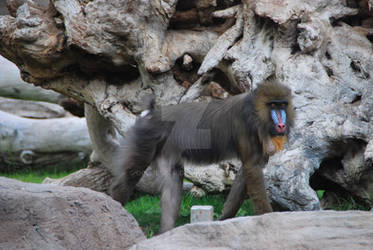 Female Mandrill