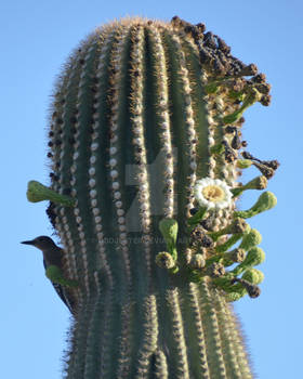 Cactus Wren: Got him!!